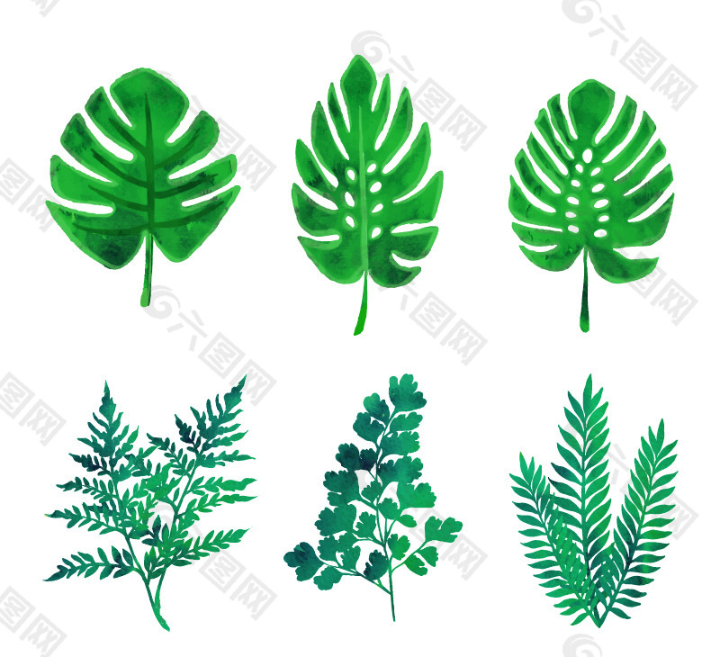 本地四季葱的种植方法