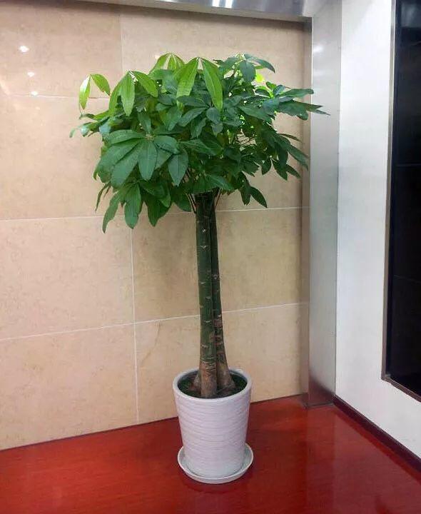 莲鱼养殖方法：和谐共生的水景艺术