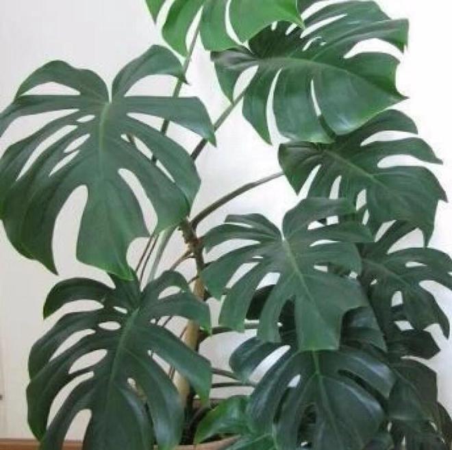 芒果种植方法盆栽视频：家庭种植新选择