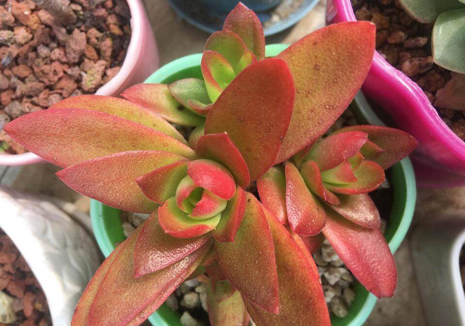 木兰养殖方法：培育优雅花后的艺术