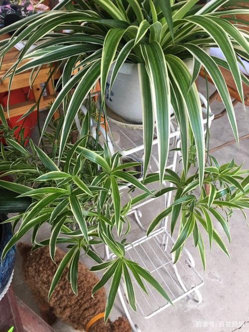 ### 番茄种植技术与管理方法