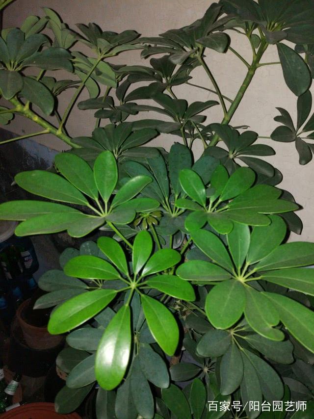 富贵椰子扦插繁殖：高效繁殖技巧指南