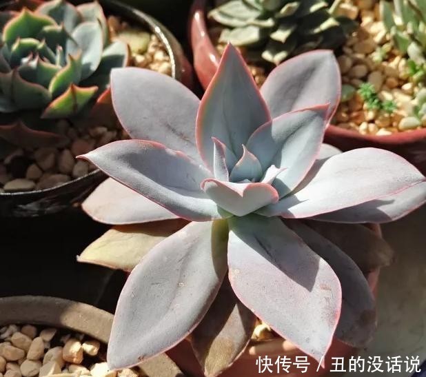 ### 家庭养蚕的方法及注意事项