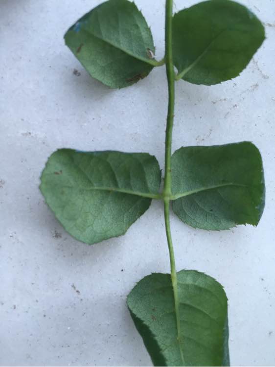 剑兰怎么种植方法：详解剑兰种植技巧与养护要点