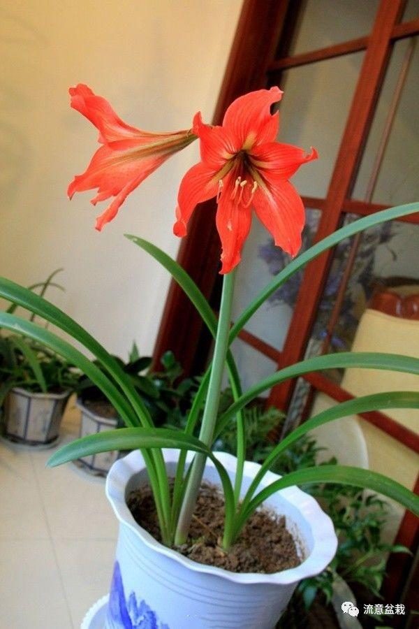 鸿运当头正确浇水方法：养植指南