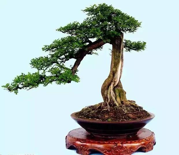 芦荟怎样种植方法：家庭养植全攻略