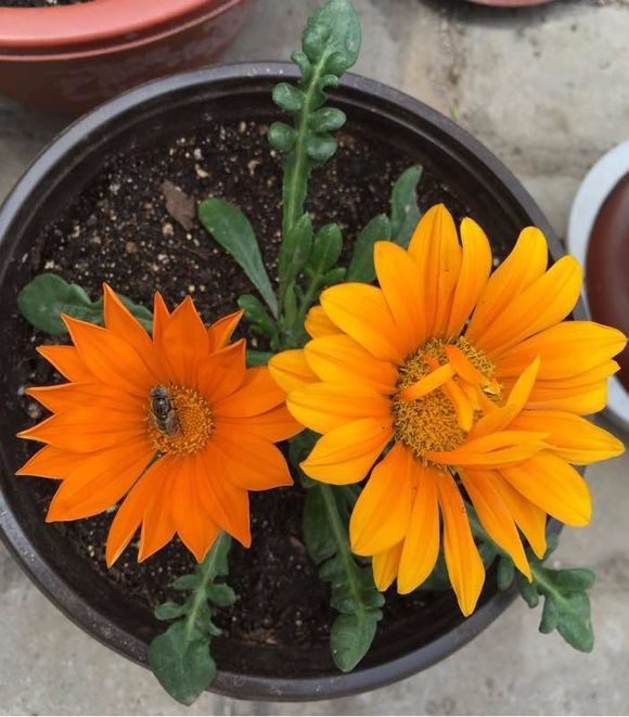 芋头的种植方法与管理