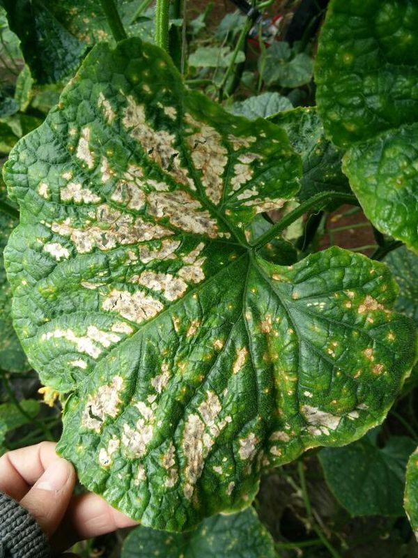 三角梅控水促花方法：养花达人的秘密技巧