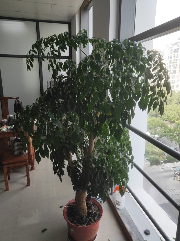 扦插马蹄状：掌握技巧，养出繁茂绿植