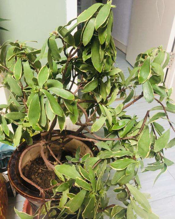 盆栽植物 开花：打造家中迷你花园的秘诀