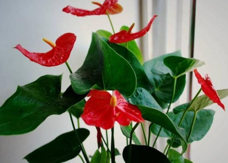 百合开花后的处理方法：如何延长花期与养护技巧