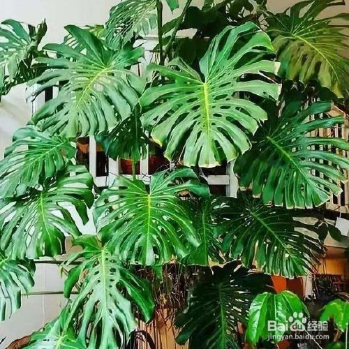 杀甲鱼的正确方法：确保美味与安全