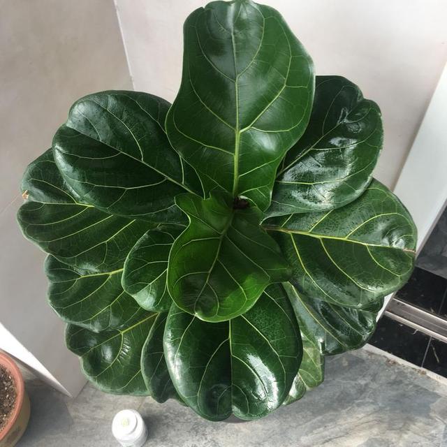乌鸡饲养方法