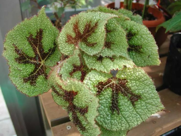 百合花的养殖方法