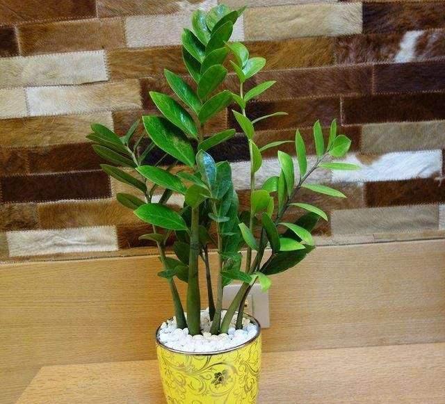 桂圆核盆栽：种植技巧与养护指南