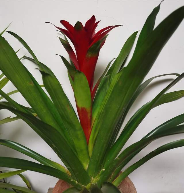 如何种芒果盆栽：家庭种植芒果的完整指南