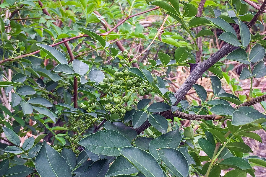 枝子花盆栽：打造家中迷你花园的绝佳选择