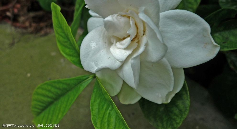 什么蔬菜可以盆栽？揭秘家庭种植新趋势
