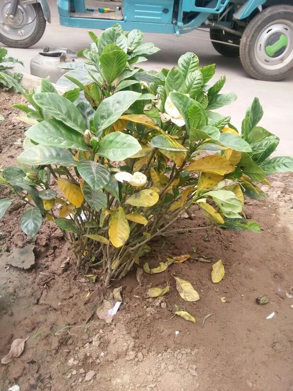 火龙果可以盆栽吗？家庭种植指南