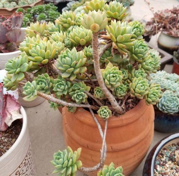 椒草的养殖方法