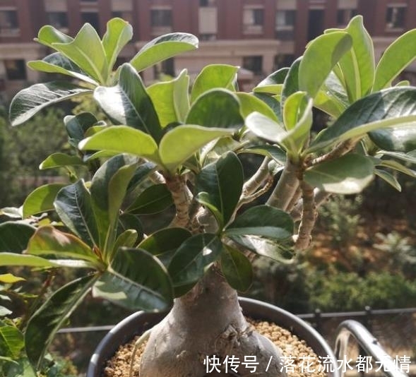 盆栽茉莉注意事项：养护技巧与常见问题解答