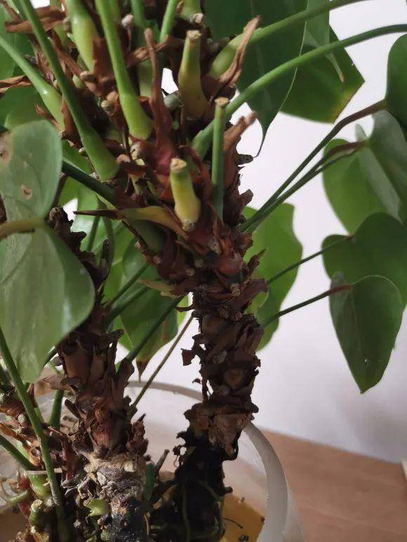 盆栽植物营养液：为您的绿色伙伴提供精准营养