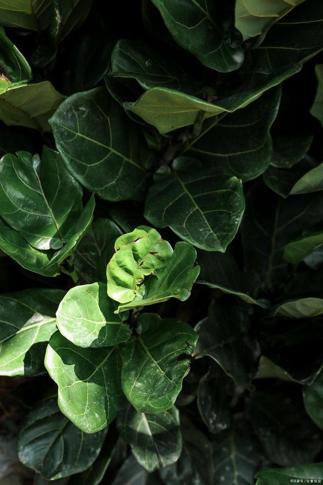 膨珊瑚扦插：繁殖新植株的详细指南