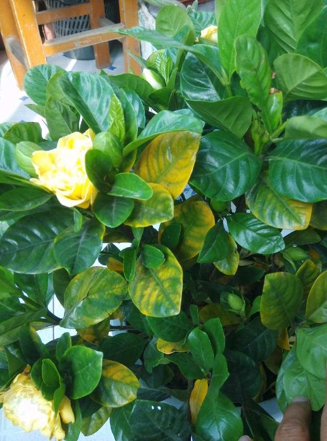 桂圆核怎么种出盆栽：家庭种植指南