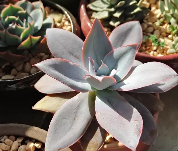 沙漠玫瑰冬天扦插：掌握技巧，逆季节繁殖新植株