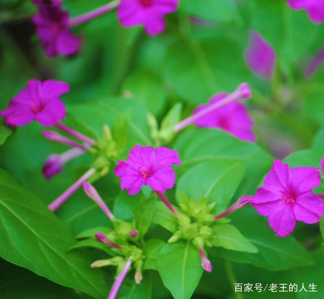 标题：盆栽的月季——家庭养花的优雅之选
