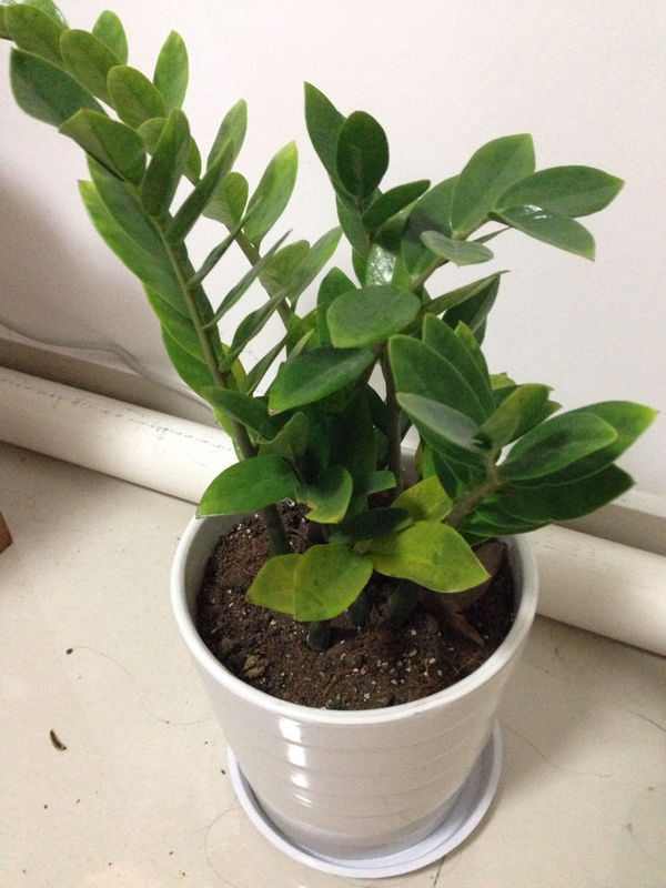 橙子籽做盆栽：种植步骤与养护心得