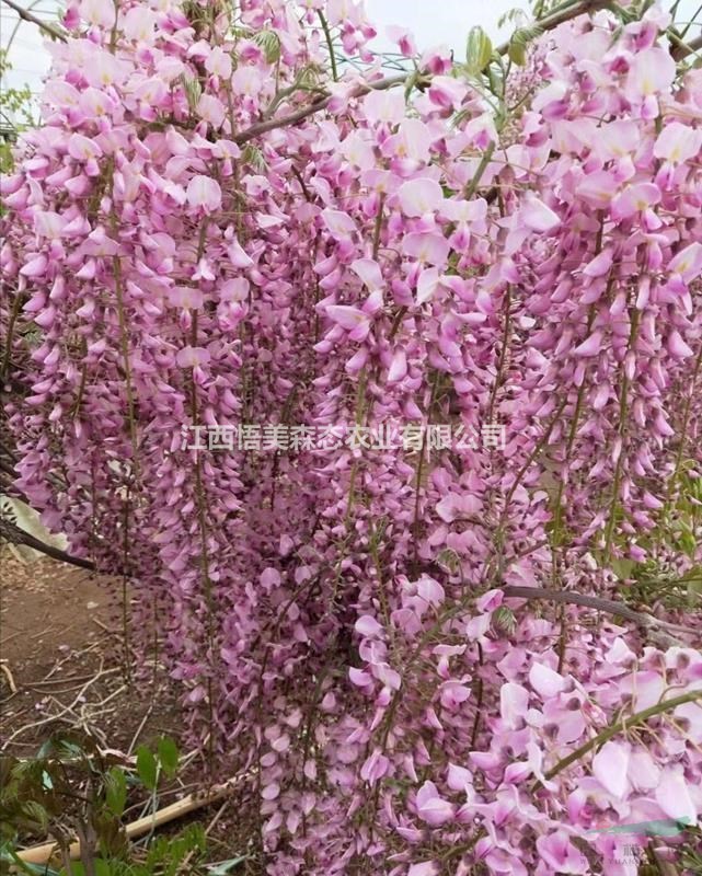 盆栽葡萄种植视频：掌握技巧，家中也能收获甜美果实