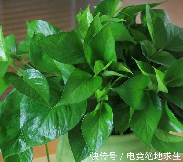 盆栽小芦荟怎么养：家庭养护指南