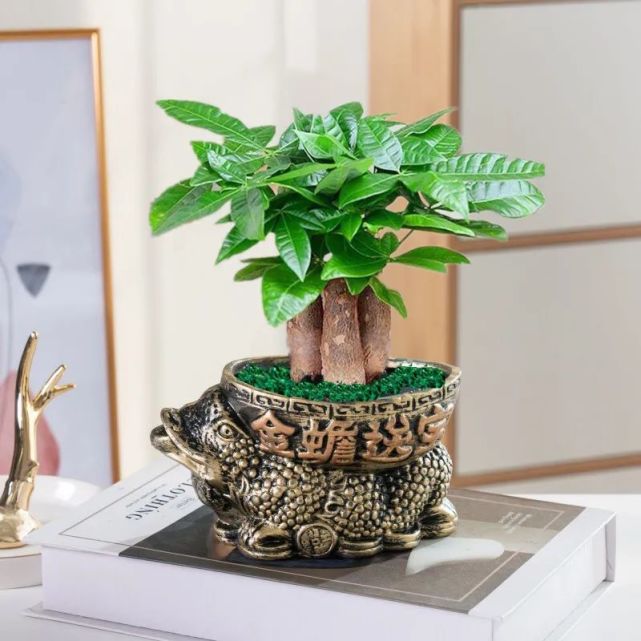 盆栽满天星：养护要点与种植技巧