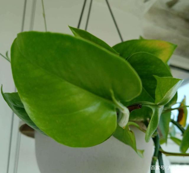 梅花盆栽养殖方法