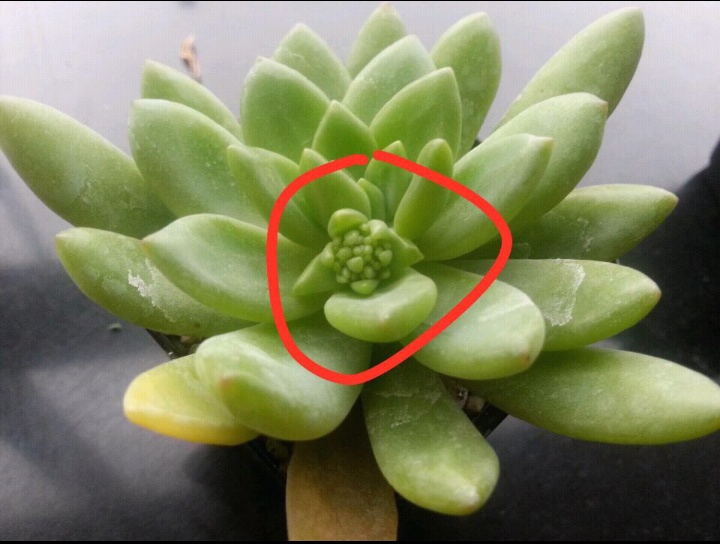 双色茉莉盆栽：养护技巧与观赏指南