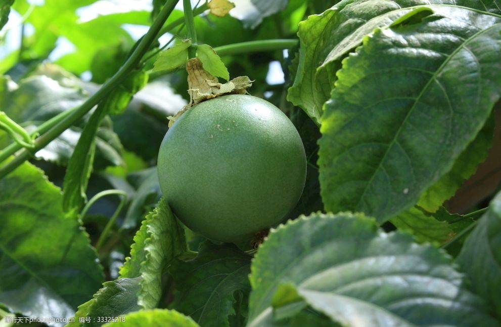 小叶紫檀的种植方法