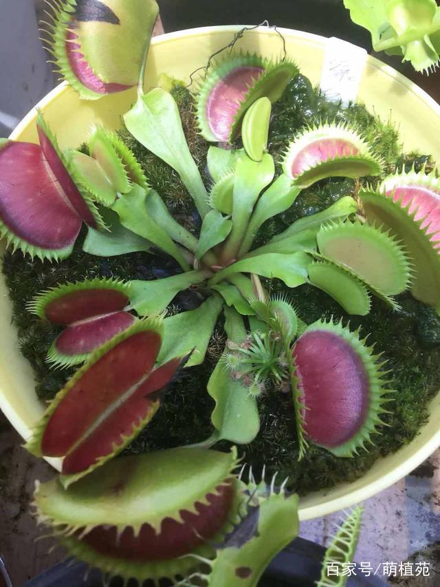 盆栽核桃树的种植方法