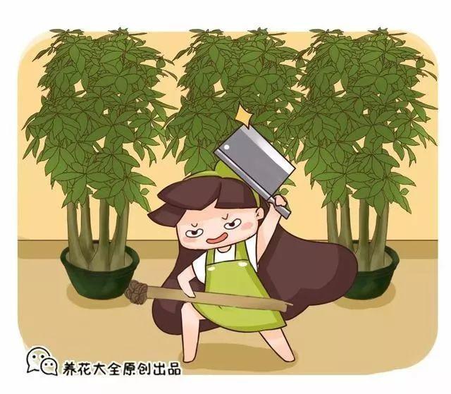 蟹爪蓝扦插：掌握技巧，轻松繁殖美丽花木
