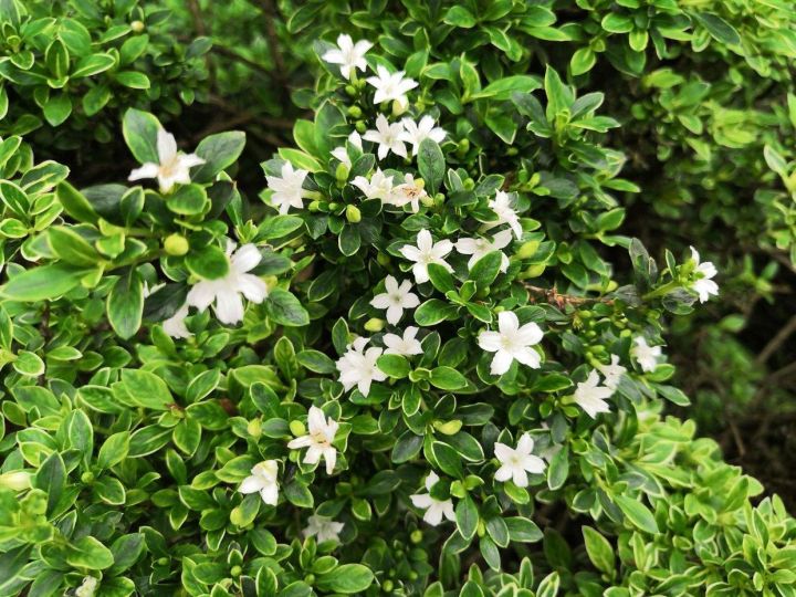 香芹种植方法和时间：掌握要领，轻松栽培