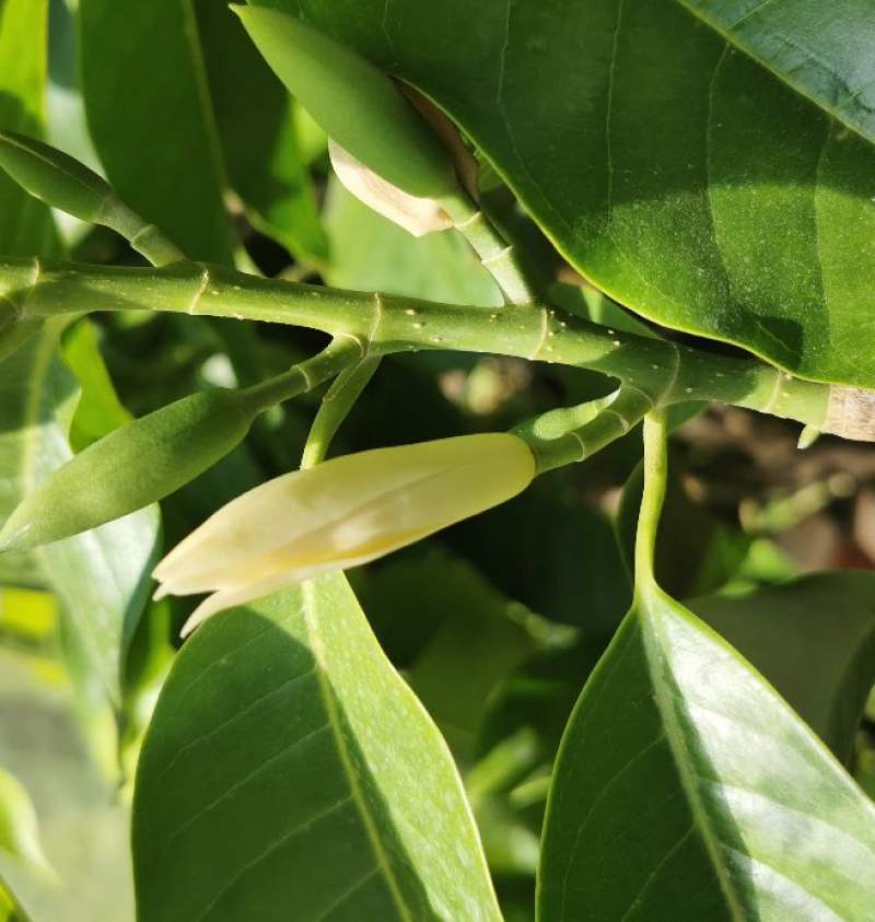 扦插茶花为啥不生根 - 植物养殖园丁指南