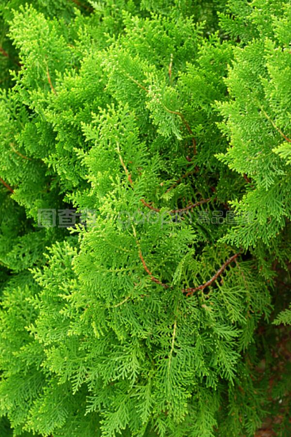 种植葡萄的方法：从选种到丰收的全方位指南