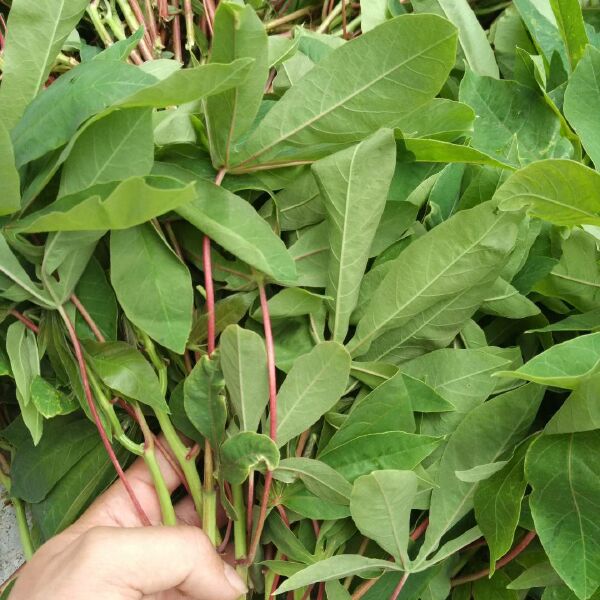 桂花普通扦插方法：繁殖桂花的新手指南