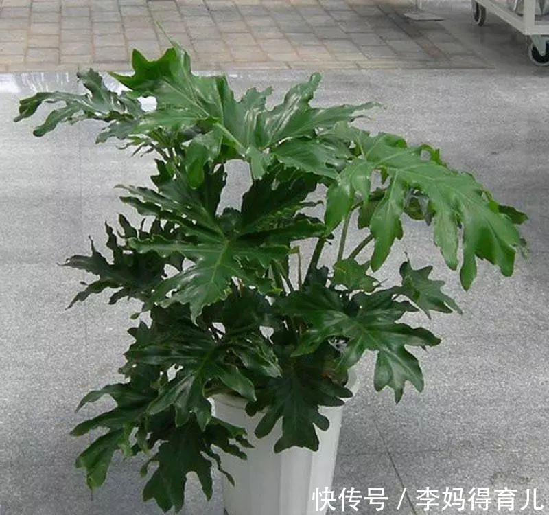 唐印怎么扦插移植：专业园丁的详细指南