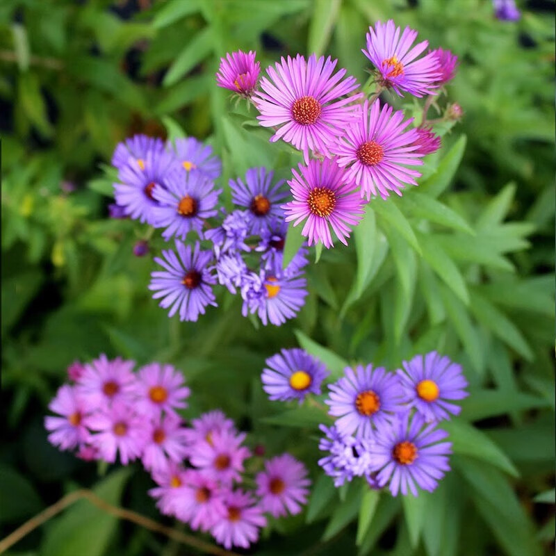 月季花的扦插季节：掌握最佳时间，养出美丽花株