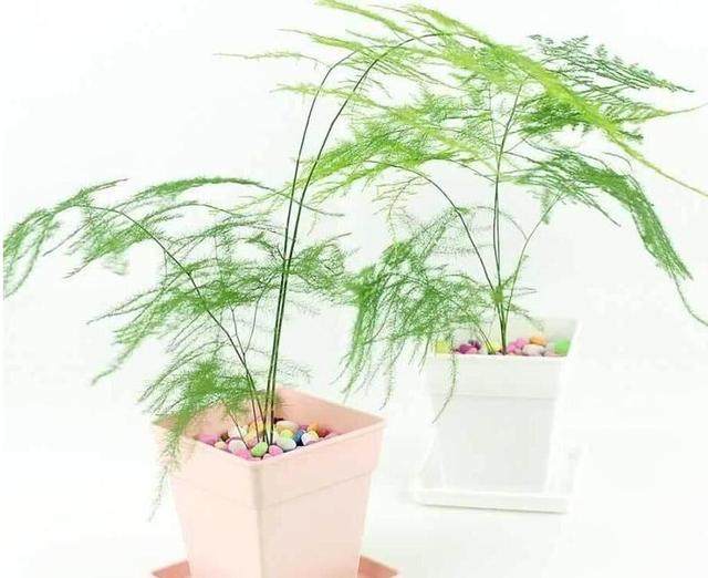 金边吊兰扦插图片：繁殖新植株的详细指南