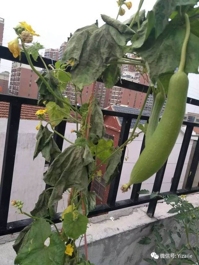 挂螨扑方法：植物养护中的有效防治手段
