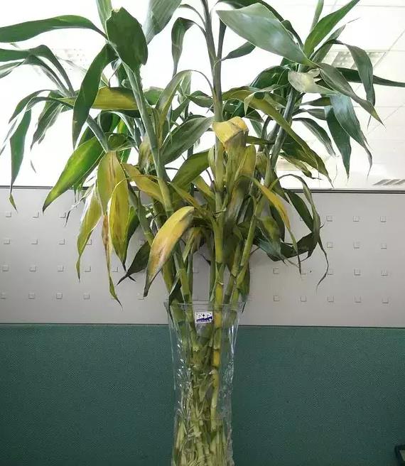 竹荪栽培方法：家庭种植与商业化生产的全面指南