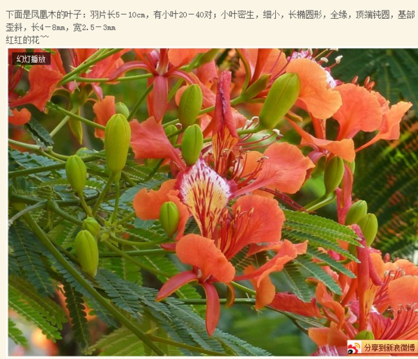 君子兰浇水方法：掌握正确浇水技巧，养出翠绿君子兰