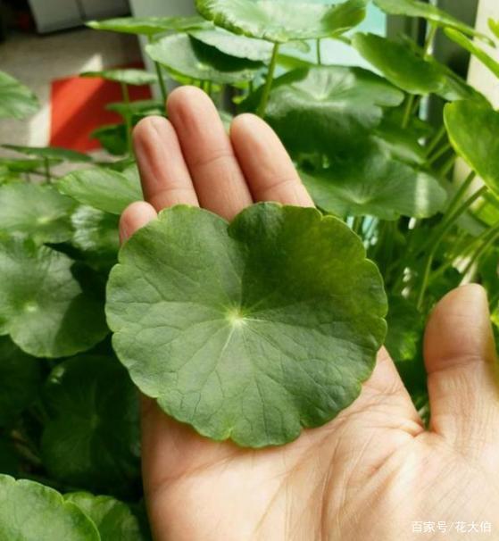 盆栽金钱树：养护技巧与寓意揭秘